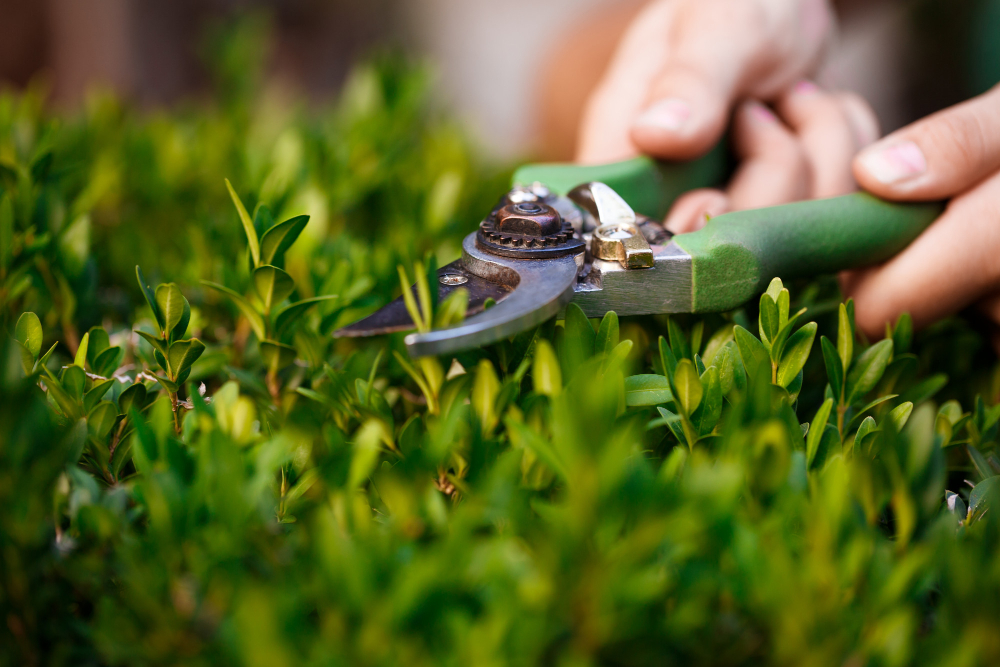 Gardening Cleaning
